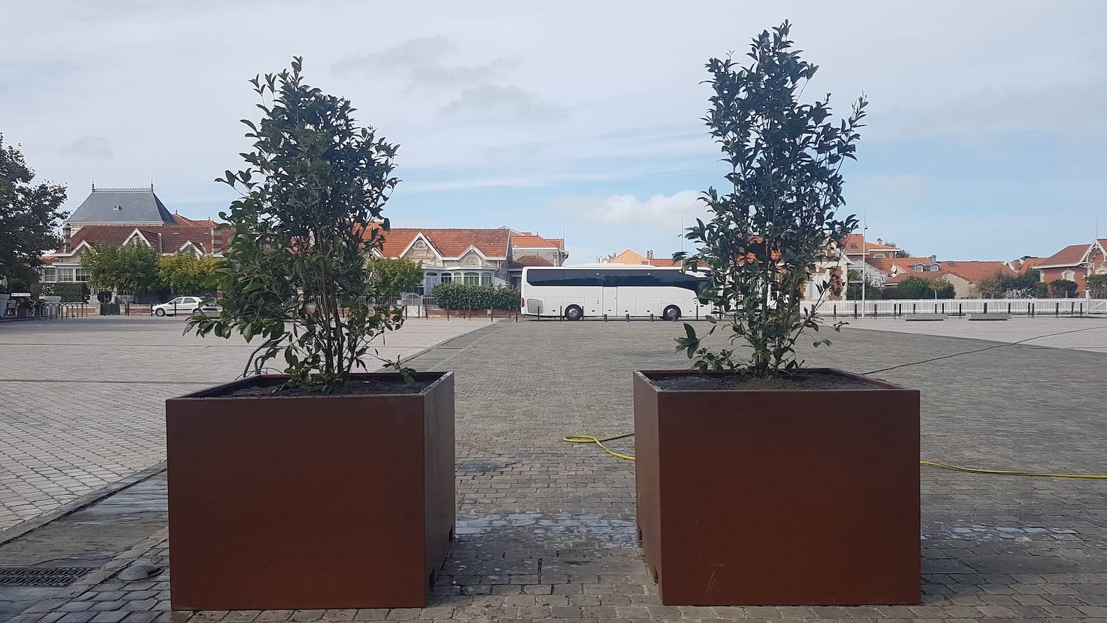 Plantation d'Osmanthes à Soulac !