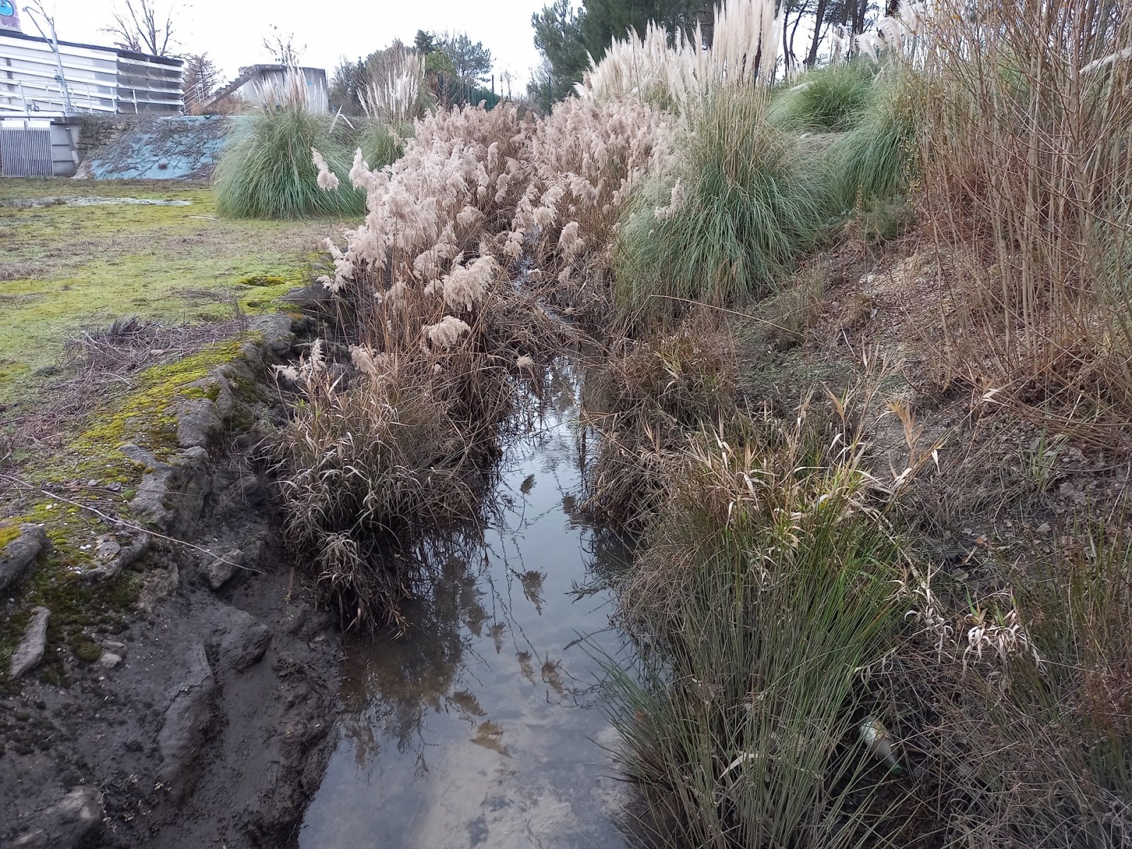 Travaux de débroussaillage et entretien des berges d’un cours d’eau sur 230 m à Mérignac (33) 