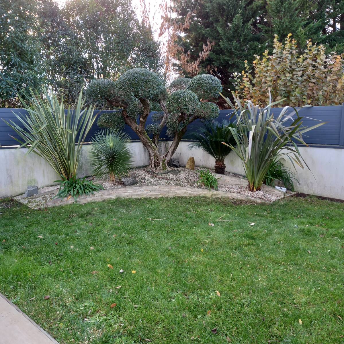 Taille et entretien d'un Olivier et d'un Phormium à Blanquefort dans le médoc