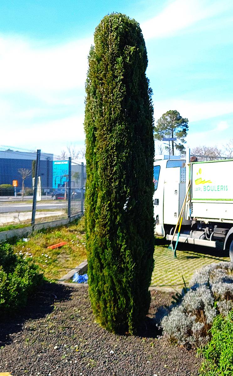 Taille d'un Cyprès d'un établissement commercial situé à Le Pian médoc dans le médoc