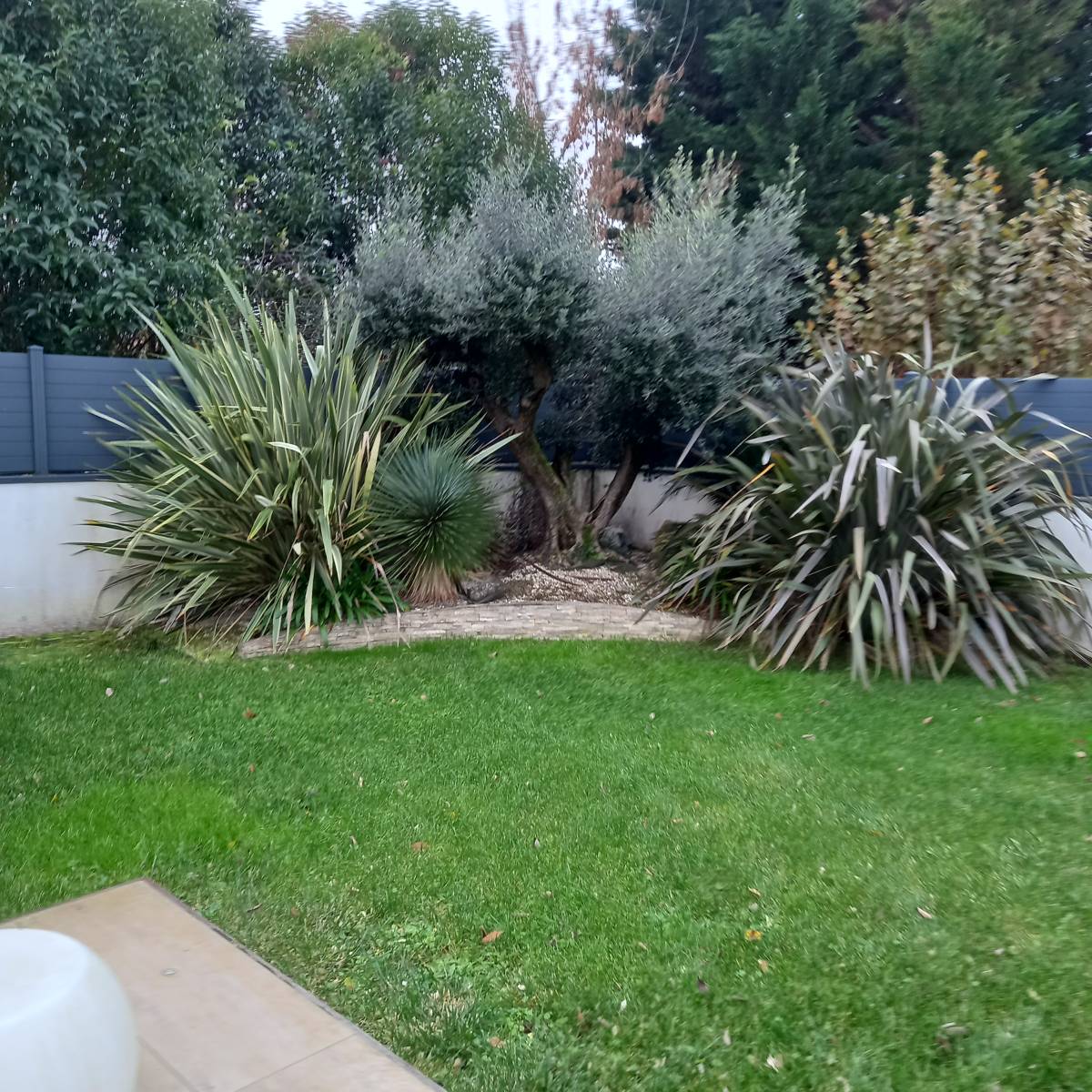 Taille et entretien d'un Olivier et d'un Phormium à Blanquefort dans le médoc