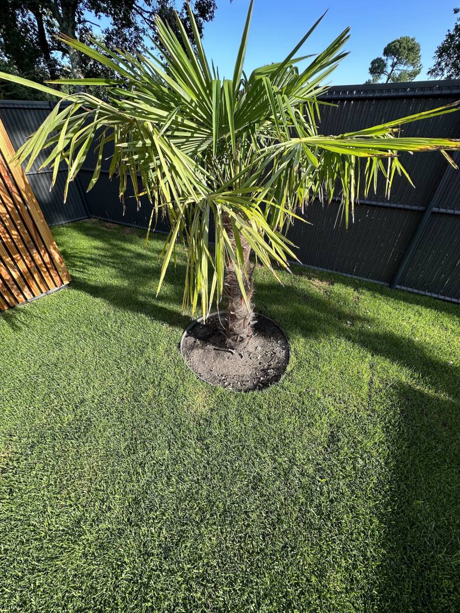 Gazon naturel haut de gamme en rouleau à Hourtin