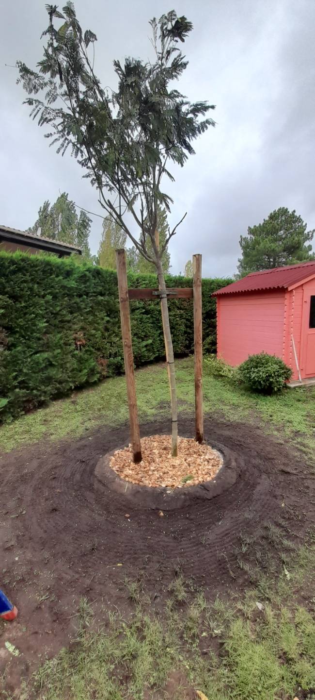 Plantation d'un Albizia Julibrissin ! 