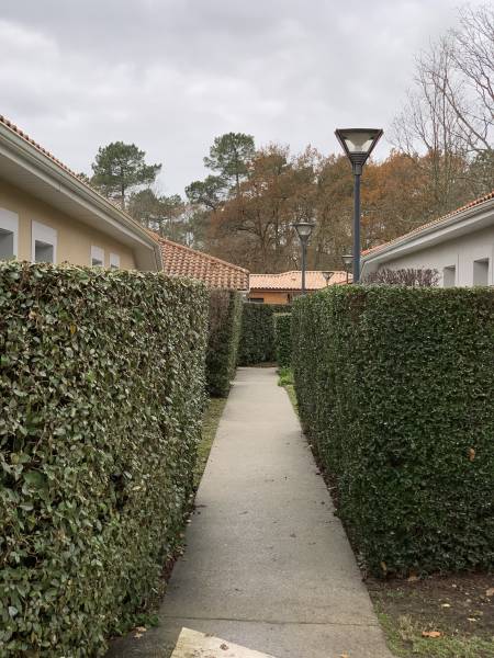 Haie au segnoriale  Lacanau 