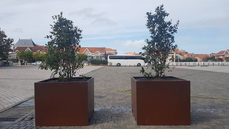 Plantation d'Osmanthes à Soulac !