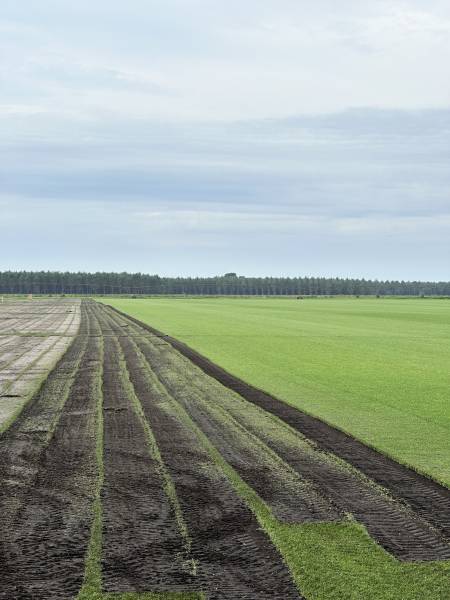 Production de gazon naturel à Cestas