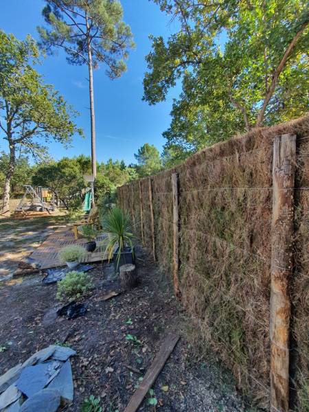 Brande de bruyère une clôture naturelle dans le médoc 