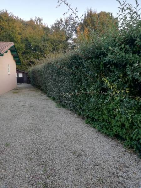 Arrachage d'une haie dans une maison individuelle à Hourtin